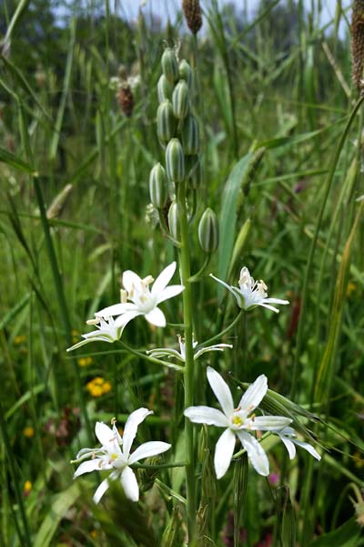 Ornithogale de Narbonne